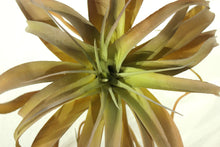 Load image into Gallery viewer, Succulents