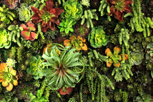 Load image into Gallery viewer, Succulent Wall