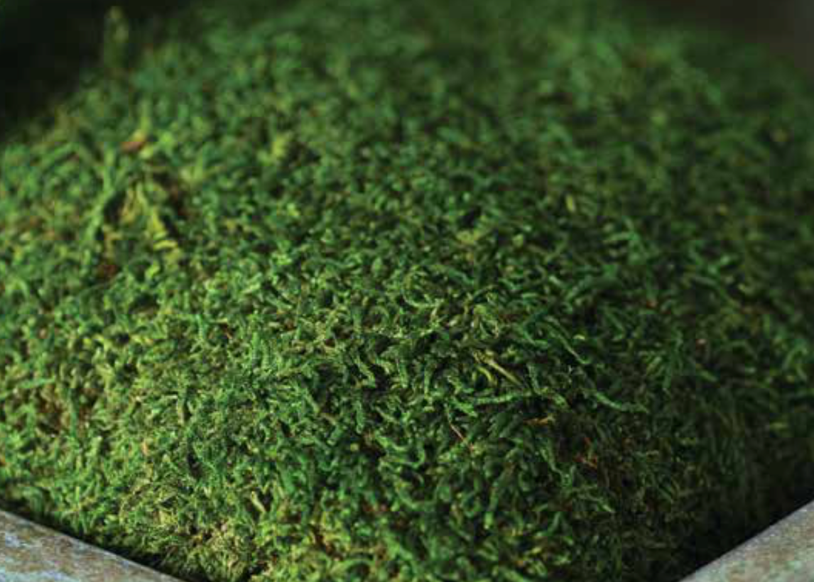 Sheet Moss Preserved (Bulk)- Fresh Green – Cinema Greens