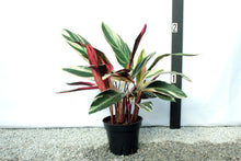 Load image into Gallery viewer, Triostar Stromanthe 2.5'