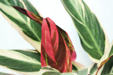 Load image into Gallery viewer, Triostar Stromanthe 2.5'