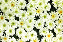 Load image into Gallery viewer, White Daisy Flower Panels & Wall