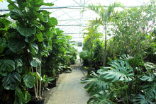 Load image into Gallery viewer, Greenhouse & Nursery Tour