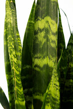 Load image into Gallery viewer, Sansevieria - Black Coral 3 Gallons