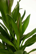 Load image into Gallery viewer, Cordyline Glauca 3 Gallon