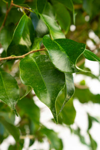 Ficus Tree Benjamina - Standard 7 Gallon
