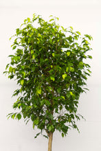 Load image into Gallery viewer, Ficus Tree Benjamina - Standard 7 Gallon [RENTAL]
