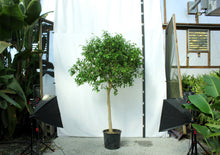 Load image into Gallery viewer, Ficus Tree, Benjamina Standard - 15 Gallon