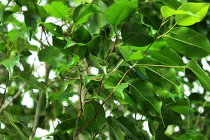 Ficus Tree, Benjamina Standard - 15 Gallon