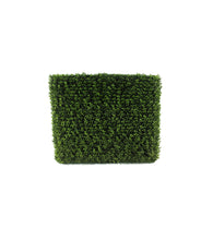 Load image into Gallery viewer, Boxwood Hedge [Single Hedge]