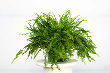Load image into Gallery viewer, Boston Fern 2&#39;