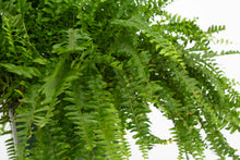 Load image into Gallery viewer, Boston Fern 2&#39;