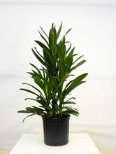 Load image into Gallery viewer, Cordyline Glauca 3 Gallon