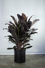 Load image into Gallery viewer, Cordyline Florida 5 Gallon