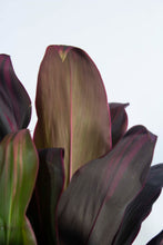 Load image into Gallery viewer, Cordyline Florida 5 Gallon