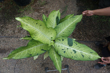 Load image into Gallery viewer, Dieffenbachia &#39;Camouflage&#39; 10&quot; pot [Rental]