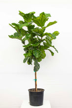 Load image into Gallery viewer, Fiddle Leaf Fig - 7 gallon