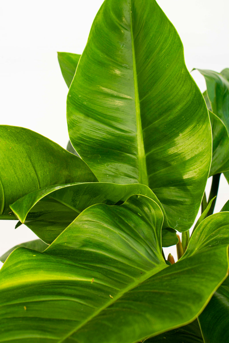 Philodendron Congo - Green 3 Gallon – Cinema Greens