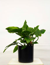 Load image into Gallery viewer, Philodendron Congo - Green 3 Gallon [Rental]