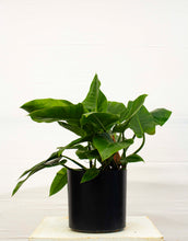 Load image into Gallery viewer, Philodendron Imperial Green 7 Gallon