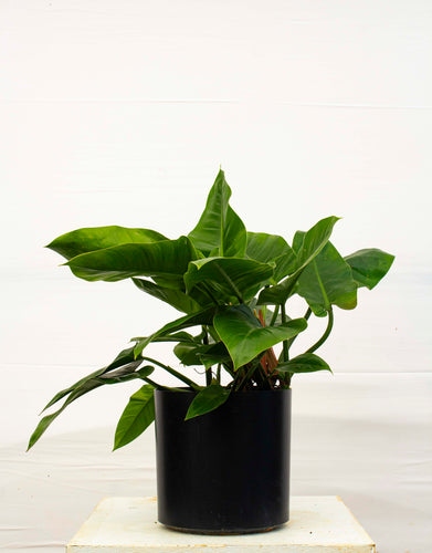 Philodendron Imperial Green 7 Gallon