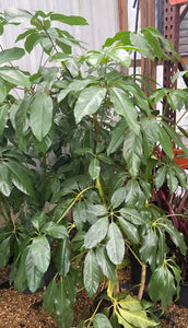 Schefflera Amate - Umbrella Tree 14" pot