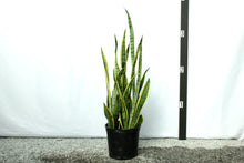 Load image into Gallery viewer, Sansevieria - Laurentii 3 Gallon [Rental]