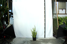Load image into Gallery viewer, Sansevieria - Laurentii 3 Gallon [Rental]