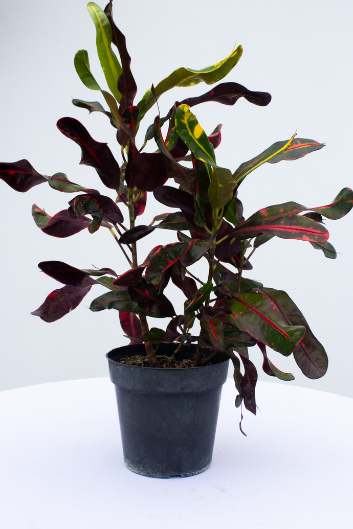 Croton Mamey 6” Pot