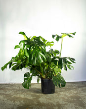 Load image into Gallery viewer, Philodendron Monstera 5 Gallon [Rental]