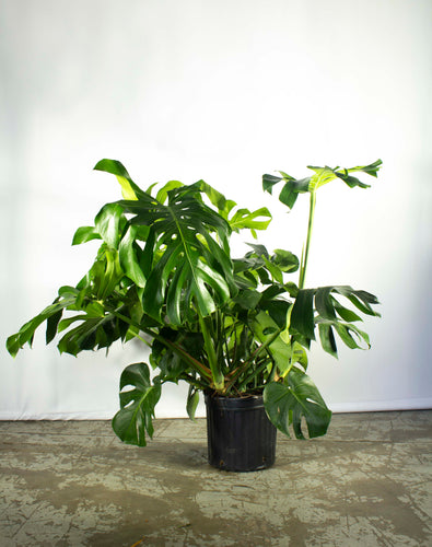 Philodendron Monstera 5 Gallon [Rental]
