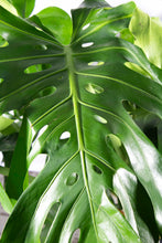 Load image into Gallery viewer, Philodendron Monstera 5 Gallon [Rental]