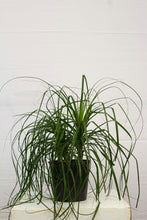 Load image into Gallery viewer, Ponytail Palm 3 Gallon