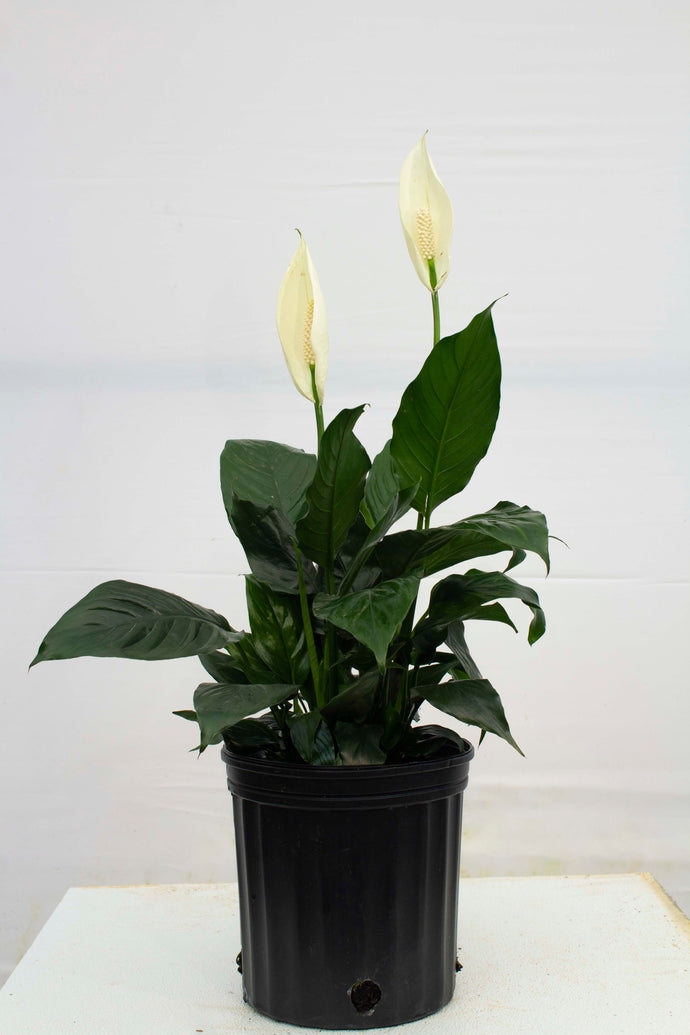 Peace Lily - 3 Gallons [Rental]