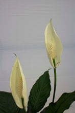 Load image into Gallery viewer, Peace Lily - 3 Gallons [Rental]