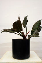 Load image into Gallery viewer, Philodendron Congo - Red 3 Gallon [Rental]