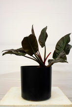 Load image into Gallery viewer, Philodendron Congo - Red 3 Gallon