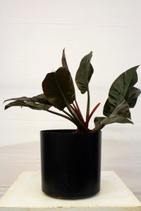 Philodendron Congo - Red 3 Gallon