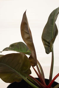 Philodendron Congo - Red 3 Gallon
