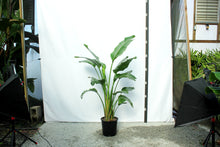 Load image into Gallery viewer, Strelitzia 6&#39; &quot;Bird of Paradise&quot; 7 Gallon [RENTAL]