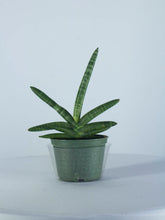 Load image into Gallery viewer, Sansevieria Cylindrica Star 6&quot;