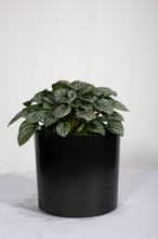 Load image into Gallery viewer, Peperomia Ginny &#39;Frost&#39; 6&quot;
