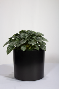 Peperomia Ginny 'Frost' 6"