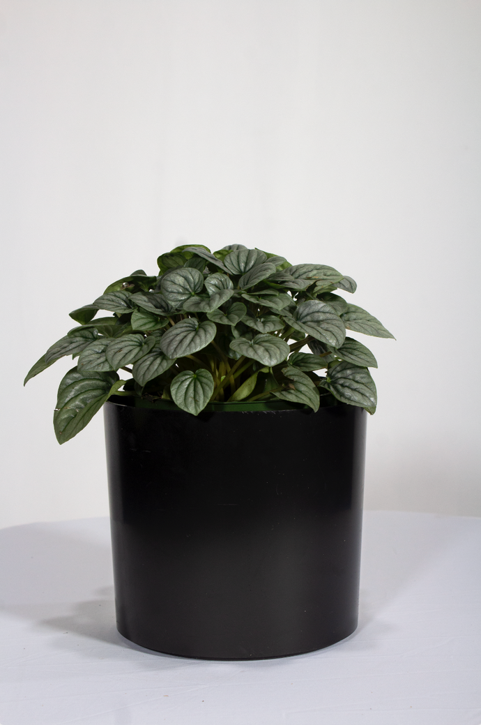 Peperomia Ginny 'Frost' 6