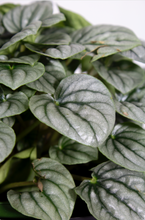 Load image into Gallery viewer, Peperomia Ginny &#39;Frost&#39; 6&quot;