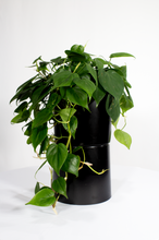 Load image into Gallery viewer, 6&quot; Philodendron Cordatum