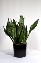Load image into Gallery viewer, 6” Snake Plant Futura