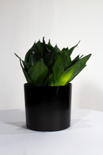 Load image into Gallery viewer, 6” Sansevieria Hahnii