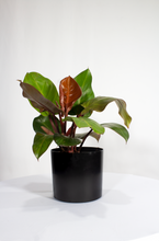Load image into Gallery viewer, McColley Finale Philodendron 6”