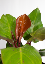 Load image into Gallery viewer, McColley Finale Philodendron 6”